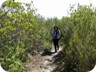 Much of the trail leads through high-grown shrubs, which is a bit unusual for hikes near Tirana, but a welcome alternative.