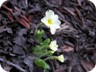 First spring flowers