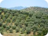 Olive plantations near Elbasan