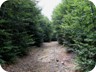 The lower trail to Bukanikut is on old forest roads