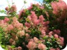 Cotinus (smoke shrub)