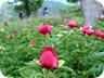 Peonies (German: Pfingstrose) are in abundance on the lower slopes of Cajupi.