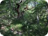 Much of the hike leads through forest, which provides welcome shade. The trail is used enough so that one does not have to bushwhack.