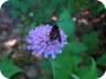 Wildlife on Dajti Mountain (declared a National Park)