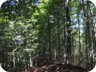 Forests of tall beech trees