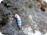 Small snails on big Dajti Mountain