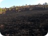 Charred grass and bushes
