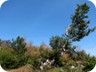 Windblown trees on the plateau of Mali i Lopës