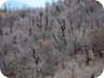 and a piece of forest that had burned several years ago. Some old trees remained, while  new smaller bushes have covered the ground