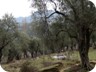 Burial place under olive trees, overlooking the valley where, soon, a 4-lane highway is going to be built. It will connect Tirana and Elbasan. Perched half-way between the old and the new highway, this develoment is not going to be of much use for the people of Mamël, in the short run