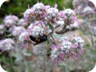 Wildlife and flowers on Guri Gjon