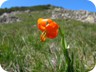 A Lily on the slopes of Kalimash 