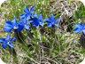 Gentiana (Deutsch: Enzian)