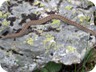 A common viper (Deutsch: Kreuzotter)