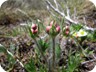 Anemone buds