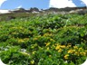 View back to Kallabaku, with an abundance of buttercups