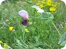 An Orchid on Kendervices Mountain