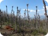 Strangely treated trees on the summit of Kodra