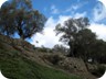 Olive groves near Shpatë