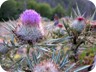 Presumably a milk thistle