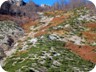 A flock of sheep filing up the mountain