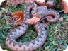 Vipera ammodytes or horned viper. It is reputed to be the most dangerous of the European vipers due to its large size, long fangs (up to 13 mm) and high venom toxicity.