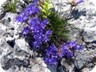 Alpine Gentian