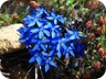 Gentian