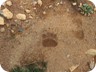 Bear tracks