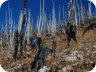 The trees might have become victim of drought, snow, fire or disease (Photo courtesy of Endrit Shima)