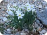 Flowers, in early May