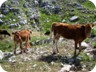 The plateau is ideally suited for cattle, not only sheep.