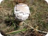 A Bovist or puffball