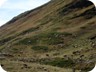 Sheep and cattle on Octrovicë