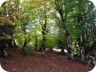 Delightful beech forest