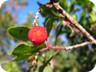 The fruit of the Strawberry Tree is edible, though not routinely collected.