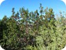 A Strawberry Tree (Arbutus unedo). It is very common in the area.