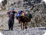 The brave mule arriving with our tents