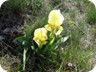 A yellow Iris