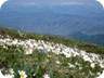 Wildflowers and the Jezerce massif in the background