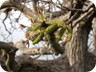 Spring near Përcëllësh