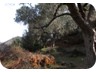 An ancient olive grove; some of the trees might be as old as the stones
