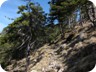 The trail leads through beautiful old pine forests