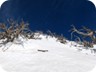 Dead pine trees near the summit of Qorres