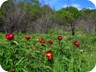 Peonies on Mali i Rencit