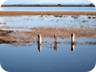 At the lagoon of Velipoja