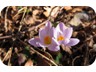 First flowers on the west side of the mountain