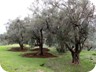 An olive orchard, with some of the trees prepared for the summer