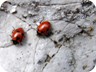 Wildlife on the summit