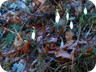 Snowdrops